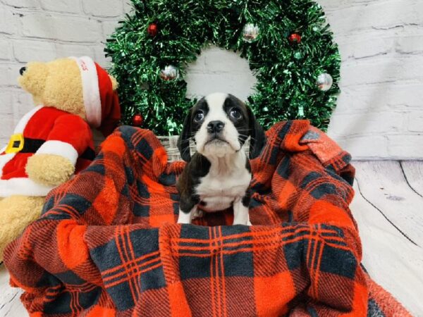 Boggle-DOG-Female-Brindle-6425-Petland Monroeville, PA