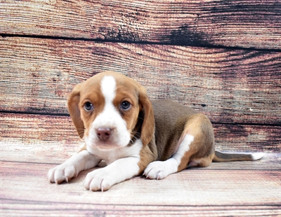 Beagle-DOG-Female-Brown White and Tan-6443-Petland Monroeville, PA