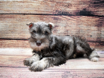 Mini Schnauzer-DOG-Female-Liver and Pepper-6444-Petland Monroeville, PA