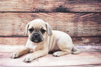 Puggle-DOG-Female-Fawn-6445-Petland Monroeville, PA