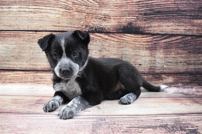 Australian-Heeler-DOG-Male-Black and White-6446-Petland Monroeville, PA