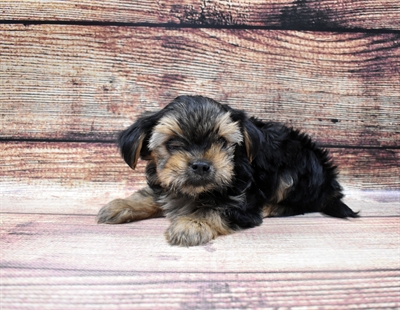 Lhasa-Poo-DOG-Male-Black and Tan-6447-Petland Monroeville, PA