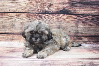 Shih Tzu-DOG-Male-Grizzle-6448-Petland Monroeville, PA