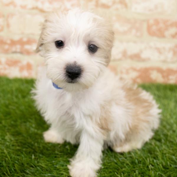 Yorkie-Poo-DOG-Male-Brown / White-6449-Petland Monroeville, PA
