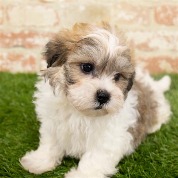 Teddy Bear-DOG-Male-Brown / White-6450-Petland Monroeville, PA