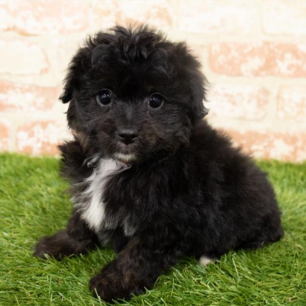 Aussiedoodle-DOG-Male-Black-6451-Petland Monroeville, PA