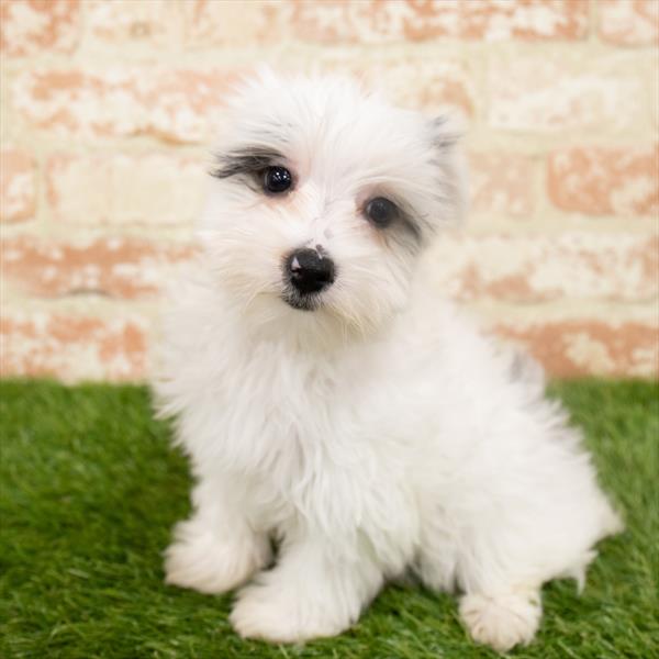 Morkie-DOG-Male-Black / Tan-6452-Petland Monroeville, PA