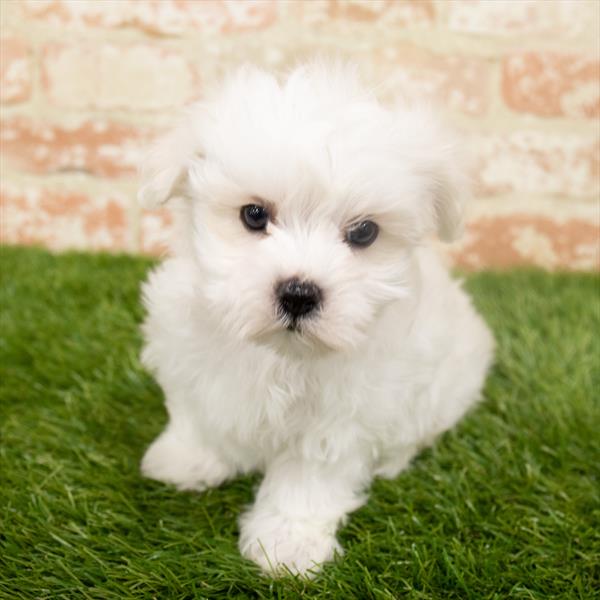 Maltese-DOG-Male-White-6453-Petland Monroeville, PA