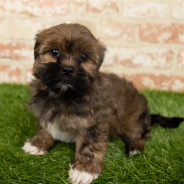 Shorkie-DOG-Female-Brown-6454-Petland Monroeville, PA