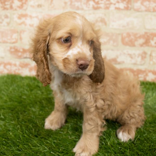 Cocker Spaniel-DOG-Male-Buff-6455-Petland Monroeville, PA