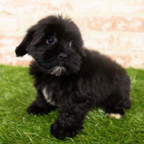 Malshi-DOG-Female-Black-6456-Petland Monroeville, PA