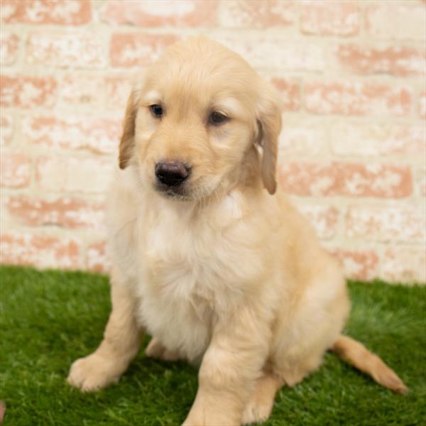 Golden Retriever-DOG-Male-Golden-6458-Petland Monroeville, PA