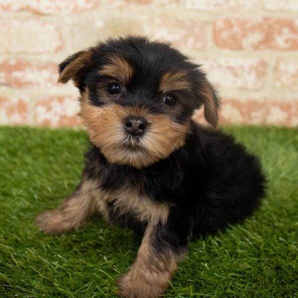 Yorkie-DOG-Male-Black / Tan-6459-Petland Monroeville, PA