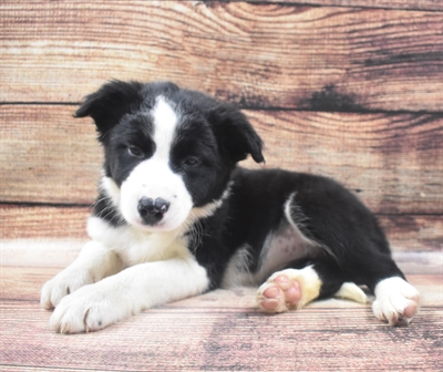 Border Collie-DOG-Female-Black and White-6473-Petland Monroeville, PA