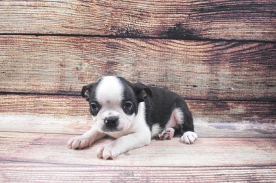 Boston Terrier-DOG-Male-Black and White-6474-Petland Monroeville, PA