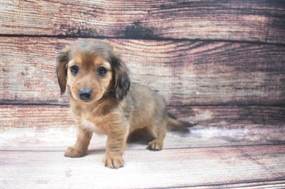 Dachshund-DOG-Female-Red-6475-Petland Monroeville, PA