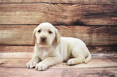 Labrador Retriever-DOG-Female-Yellow-6476-Petland Monroeville, PA
