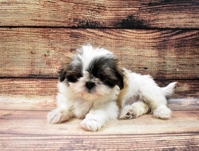 Shih Tzu-DOG-Female-Gold and White-6477-Petland Monroeville, PA