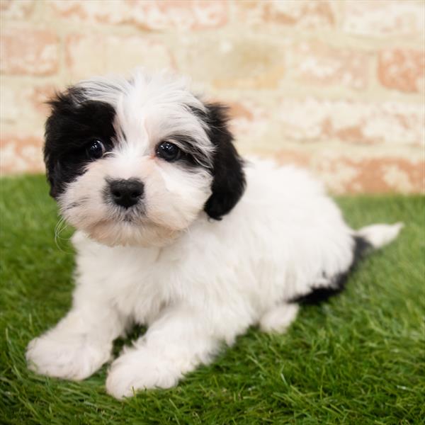 Teddy Bear-DOG-Male-Black / White-6494-Petland Monroeville, PA