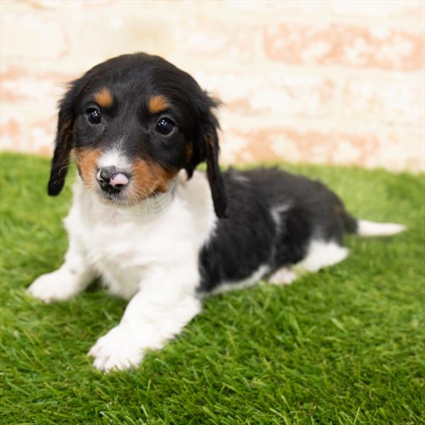 Dachshund-DOG-Male-Black / Tan-6495-Petland Monroeville, PA