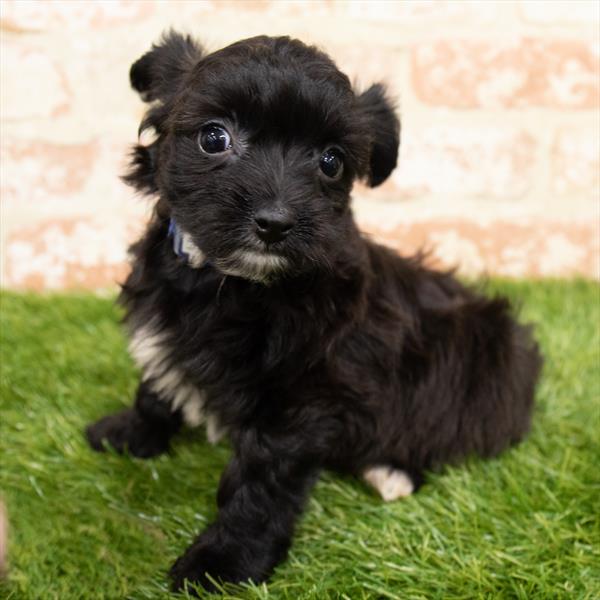 Yorkie-Poo-DOG-Female-Black-6496-Petland Monroeville, PA