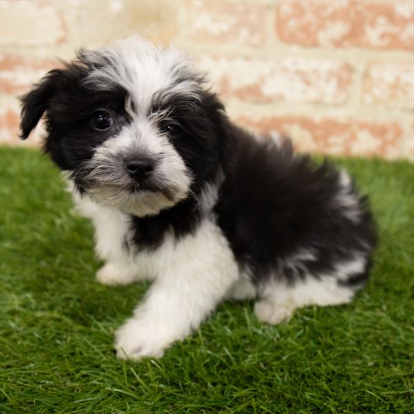 Yochon-DOG-Female-Black / White-6497-Petland Monroeville, PA