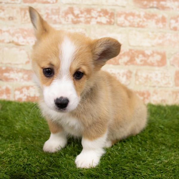 Pembroke Welsh Corgi-DOG-Male-Red Sable-6498-Petland Monroeville, PA