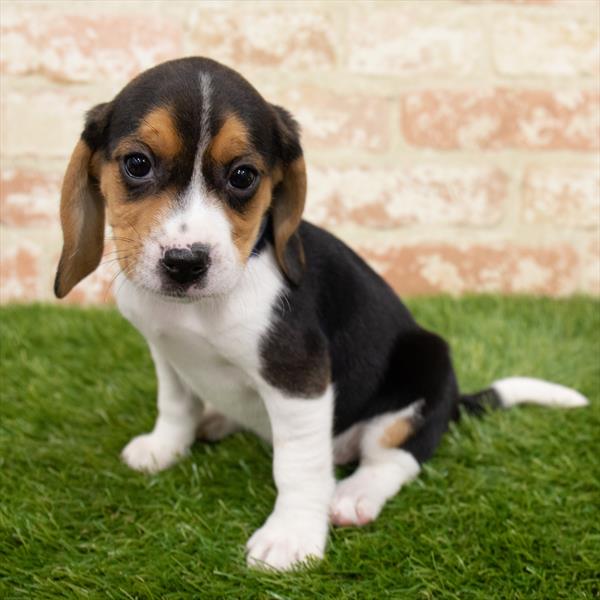 Beagle-DOG-Female-Black White / Tan-6499-Petland Monroeville, PA