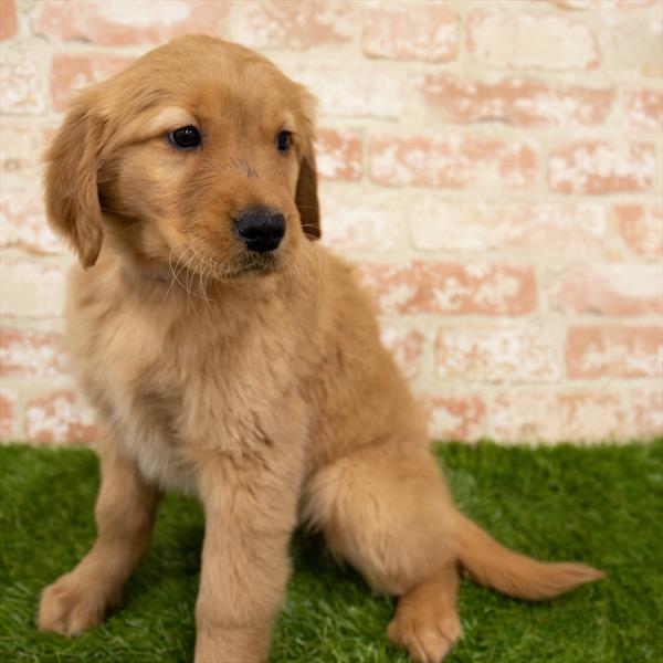 Golden Retriever-DOG-Female-Dark Golden-6502-Petland Monroeville, PA