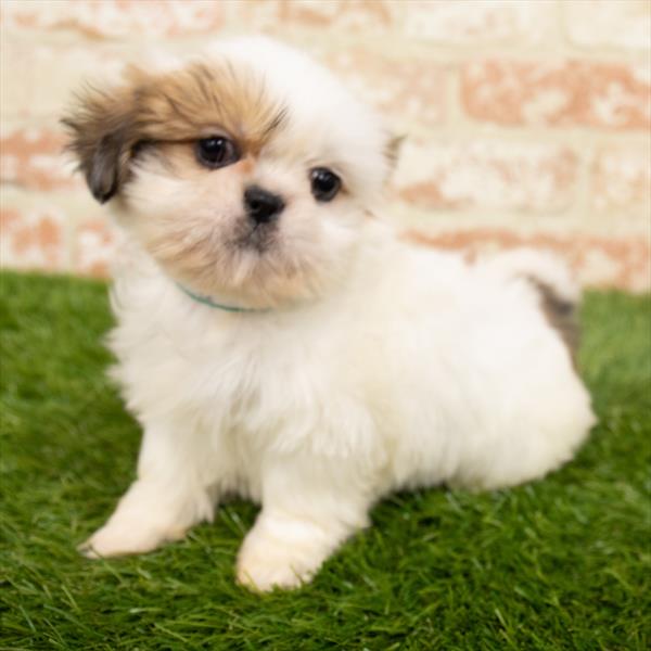 Shih Tzu-DOG-Male-Gold / White-6504-Petland Monroeville, PA
