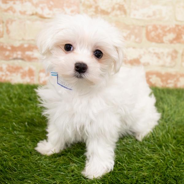 Maltese-DOG-Female-White-6505-Petland Monroeville, PA