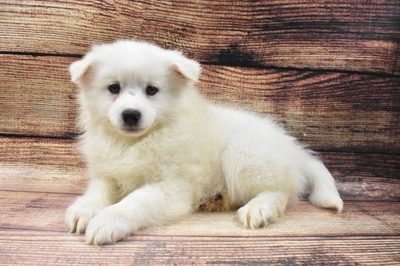 American Eskimo-DOG-Male-White-6534-Petland Monroeville, PA