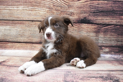 Australian Shepherd-DOG-Male-Red-6535-Petland Monroeville, PA