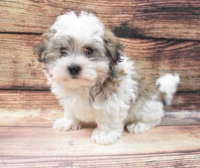 Havamalt-DOG-Male-White and Gold-6536-Petland Monroeville, PA
