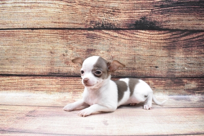Chihuahua-DOG-Female-Chocolate and White-6537-Petland Monroeville, PA