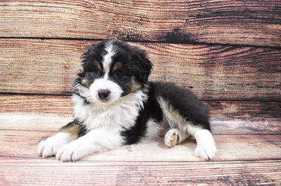 Miniature Australian Shepherd-DOG-Male-Black White and Brown-6538-Petland Monroeville, PA