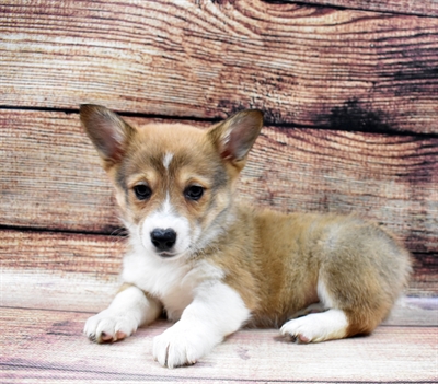 Pembroke Welsh Corgi-DOG-Female-Sable-6539-Petland Monroeville, PA
