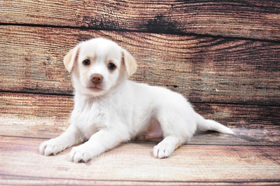 PomChi-DOG-Male-Cream-6540-Petland Monroeville, PA