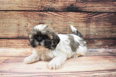 Shih Tzu-DOG-Female-Gold and White-6541-Petland Monroeville, PA
