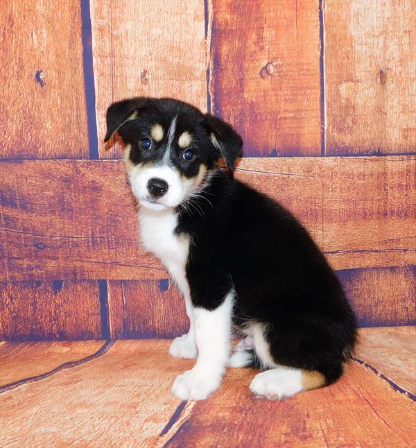 Hybrid-DOG-Male-Black White / Tan-6542-Petland Monroeville, PA