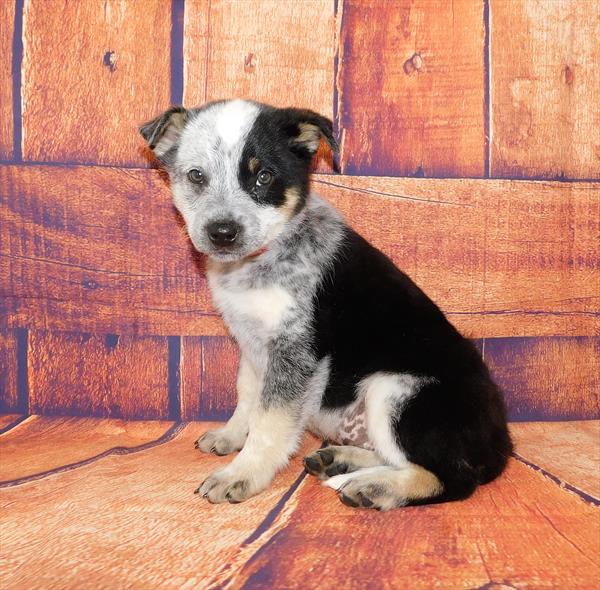 Hybrid-DOG-Male-Blue Merle White / Tan-6543-Petland Monroeville, PA