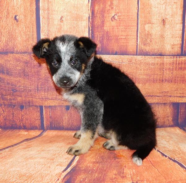 Hybrid-DOG-Female-Blue Merle White / Tan-6544-Petland Monroeville, PA