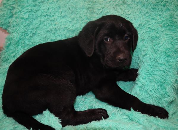 Labrador Retriever-DOG-Male-Black-6550-Petland Monroeville, PA