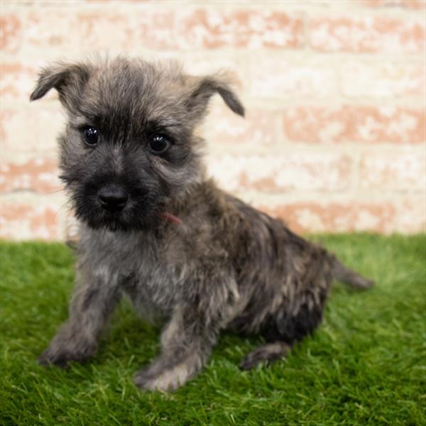 Cairn Terrier-DOG-Male-Wheaten-6552-Petland Monroeville, PA