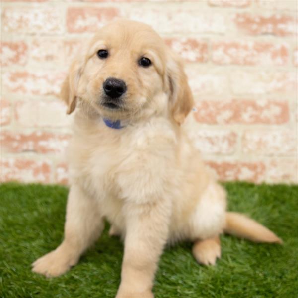 Golden Retriever-DOG-Female-Golden-6553-Petland Monroeville, PA