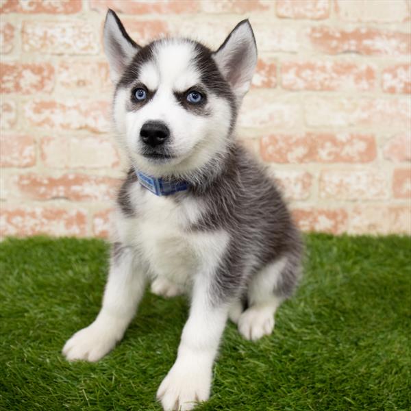 Siberian Husky-DOG-Male-Black / White-6554-Petland Monroeville, PA