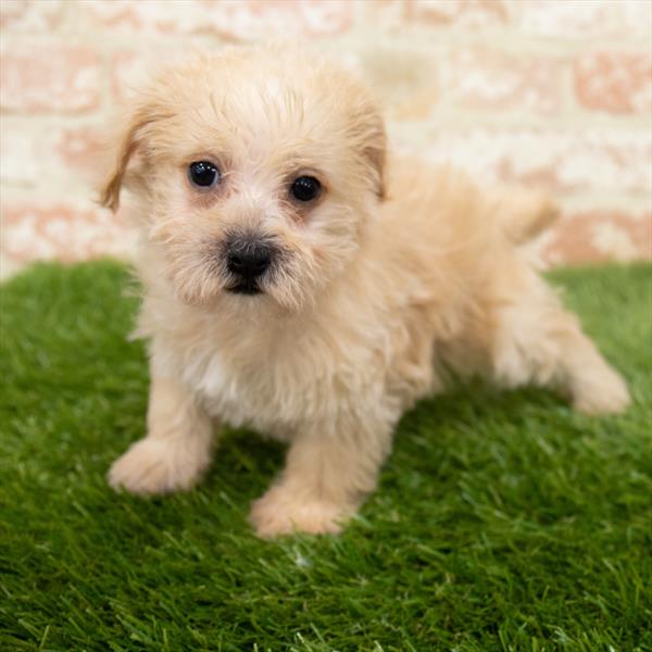 Schnoodle-DOG-Female-Apricot-6555-Petland Monroeville, PA
