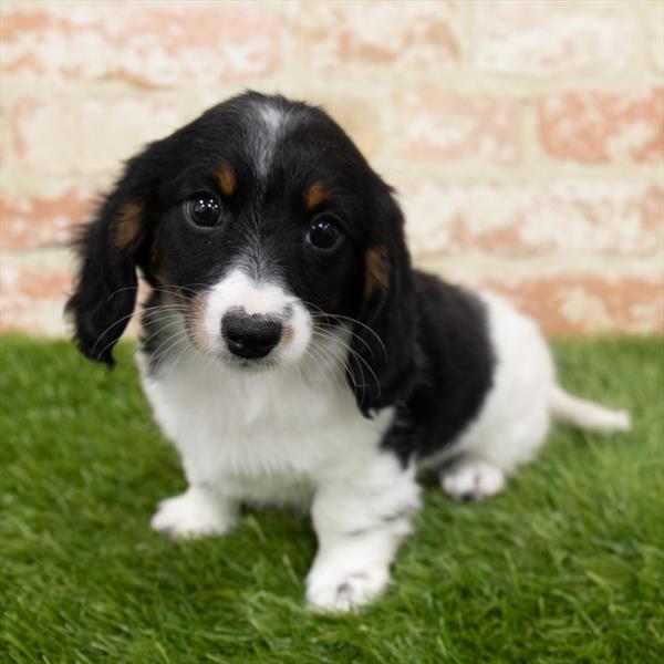 Dachshund-DOG-Female-Black / Tan-6556-Petland Monroeville, PA