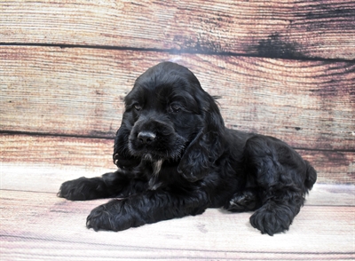 Cocker Spaniel-DOG-Male-Black-6571-Petland Monroeville, PA