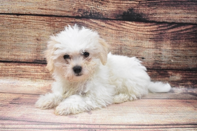 Coton De Tulear-DOG-Male-White-6572-Petland Monroeville, PA